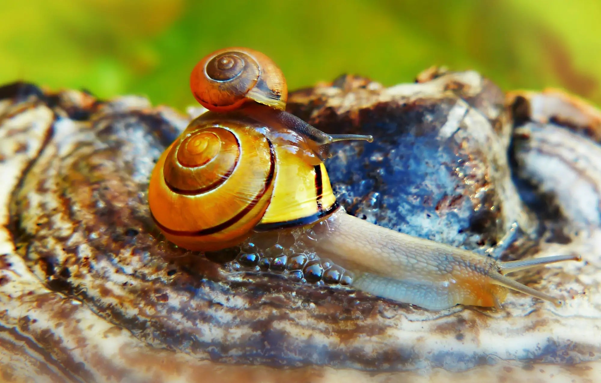 Two snails with vibrant orange and yellow striped shells on weathered wood illustrating snail mucin in k-beauty south africa